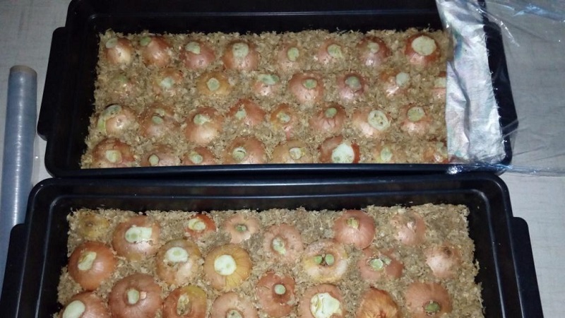 Comment faire pousser des oignons verts sur un rebord de fenêtre: un guide étape par étape pour les débutants