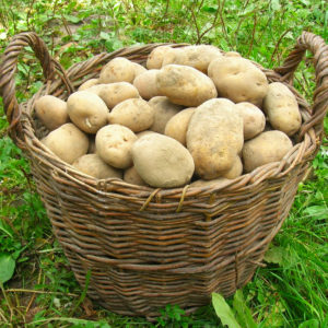 Recommandations étape par étape: comment faire pousser des pommes de terre de A à Z