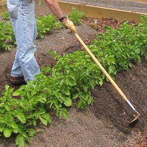 Recommandations étape par étape: comment faire pousser des pommes de terre de A à Z
