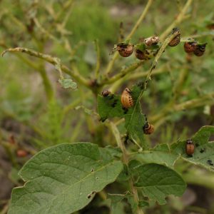 Recommandations étape par étape: comment faire pousser des pommes de terre de A à Z