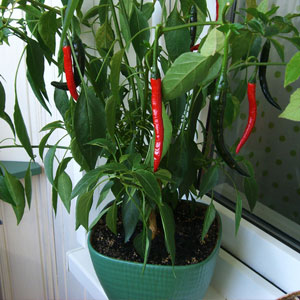 Comment faire pousser des poivrons en pots: photos, technologie de culture et conseils utiles