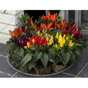 Comment faire pousser des poivrons en pots: photos, technologie de culture et conseils utiles