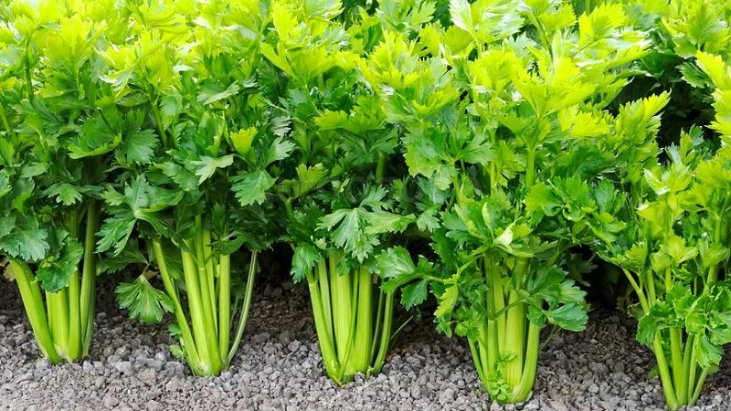 Instructions étape par étape: comment faire pousser du céleri à partir de graines à la maison pour les semis