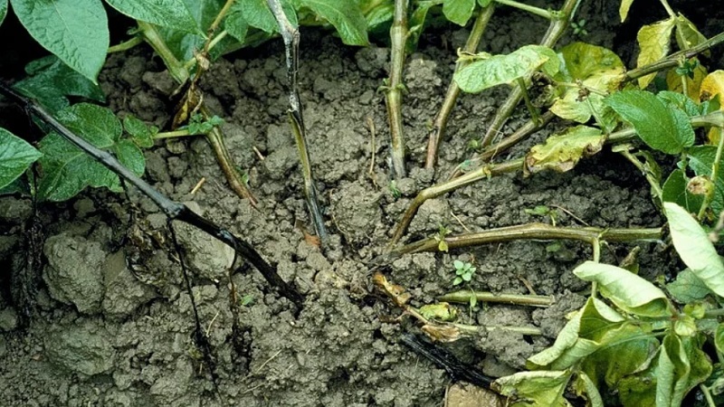 Quelles sont les maladies des pommes de terre: description et traitement