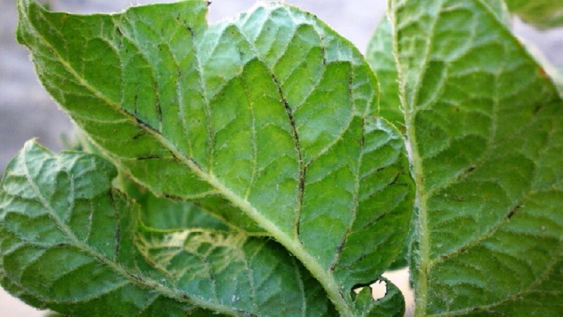 Quelles sont les maladies des pommes de terre: description et traitement