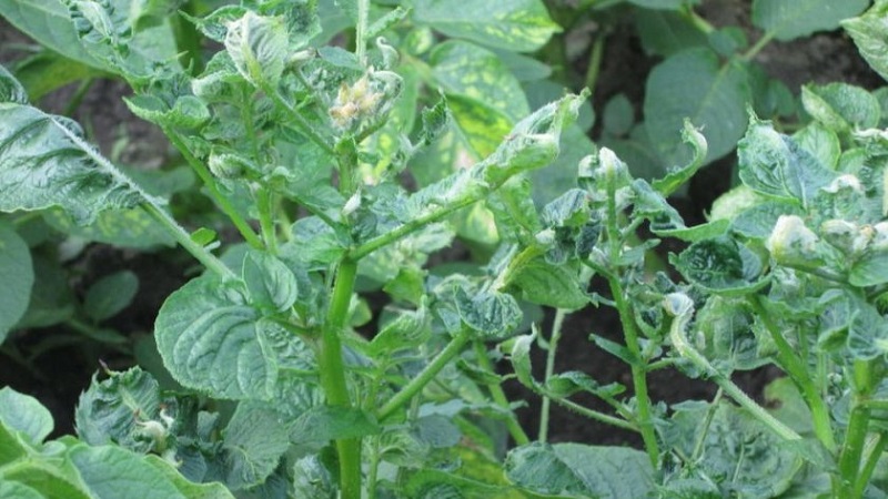 Quelles sont les maladies des pommes de terre: description et traitement