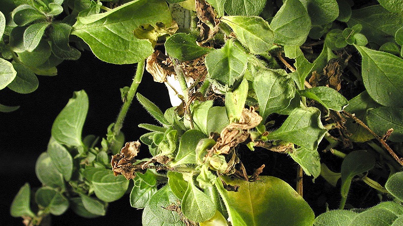 Quelles sont les maladies des pommes de terre: description et traitement