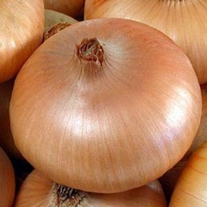 Quels types d'oignons sont, leurs caractéristiques et quelle variété convient le mieux à un stockage à long terme