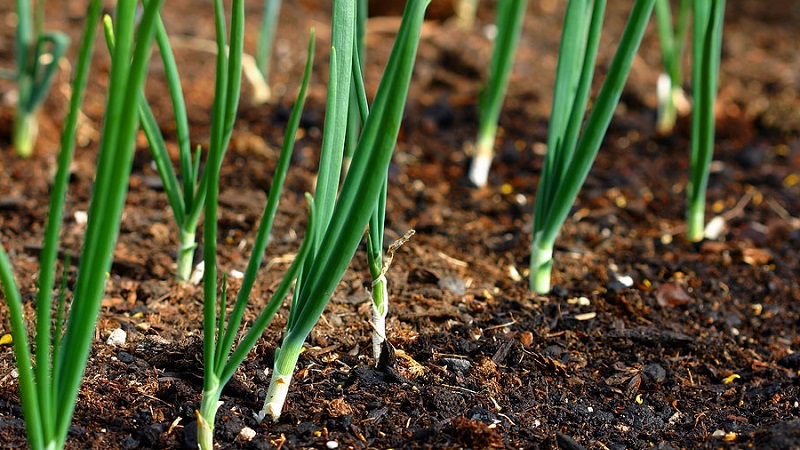 Quels types d'oignons sont, leurs caractéristiques et quelle variété convient le mieux à un stockage à long terme