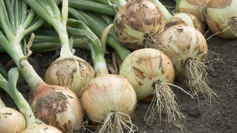 Quels types d'oignons sont, leurs caractéristiques et quelle variété convient le mieux à un stockage à long terme