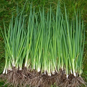 Quels types d'oignons sont, leurs caractéristiques et quelle variété convient le mieux à un stockage à long terme