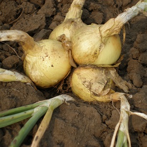 Quels types d'oignons sont, leurs caractéristiques et quelle variété convient le mieux à un stockage à long terme