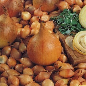 Quels types d'oignons sont, leurs caractéristiques et quelle variété convient le mieux à un stockage à long terme