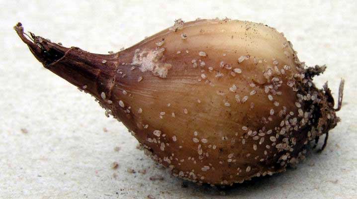 Quels sont les parasites des oignons et les méthodes avec eux