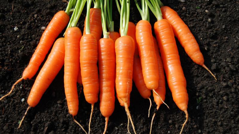 Quelles carottes planter en banlieue: les meilleures variétés pour la pleine terre