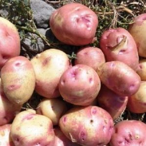 Une variété de pomme de terre productive, sans prétention et résistante aux maladies Ivan da Marya