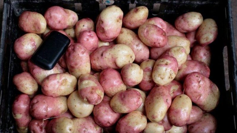 Une variété de pomme de terre productive, sans prétention et résistante aux maladies Ivan da Marya