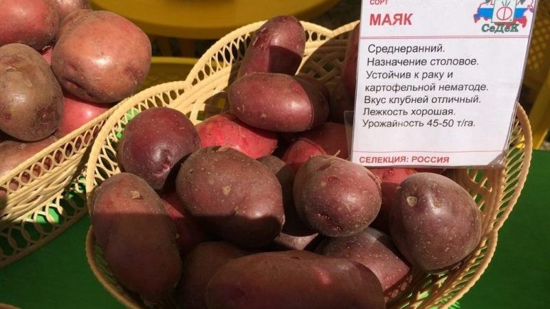 Variété de pomme de terre de mi-saison Mayak avec une bonne adaptation aux conditions de croissance