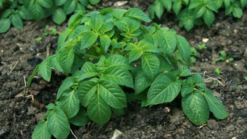 Les meilleures variétés de pommes de terre: Naiada, Madeira, Chaika et autres