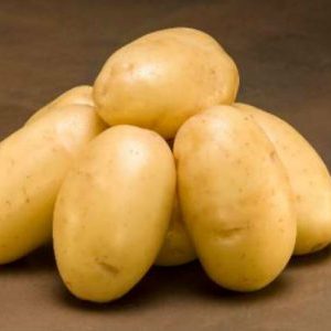 Pomme de terre Ragneda de table moyenne tardive, adaptable à tous les sols