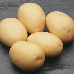 Variété de pomme de terre sans prétention qui se conserve bien: Sifra