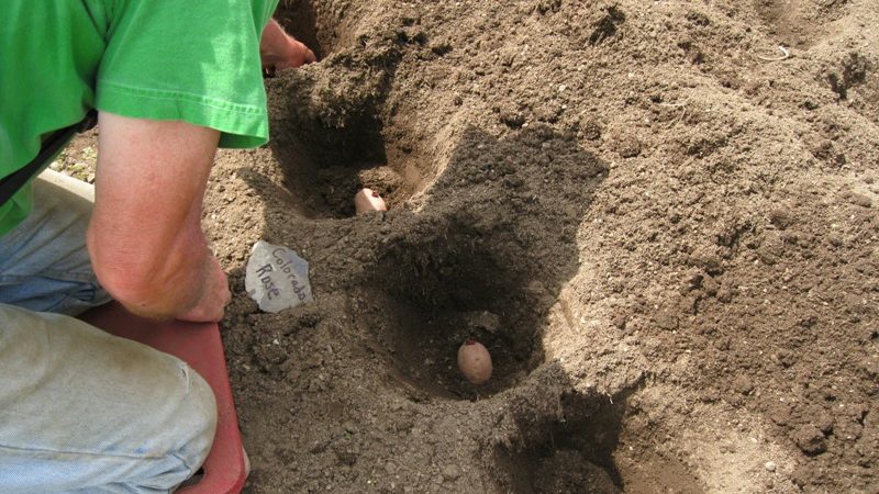 Fumier comme engrais pour pommes de terre: quand est-il préférable d'appliquer, en automne ou au printemps