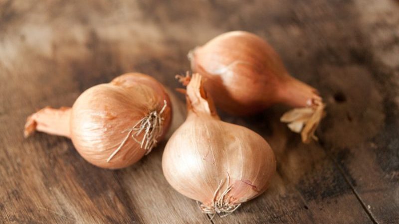 Quand planter la variété d'oignon Shrike