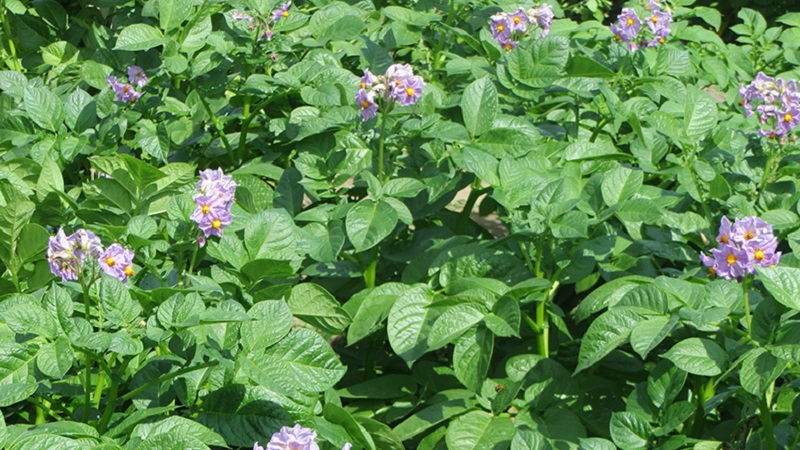 Les meilleures recettes pour l'alimentation foliaire des pommes de terre et les règles pour leur introduction