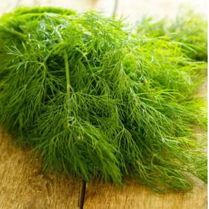 Les meilleures recettes pour préparer l'aneth pour l'hiver