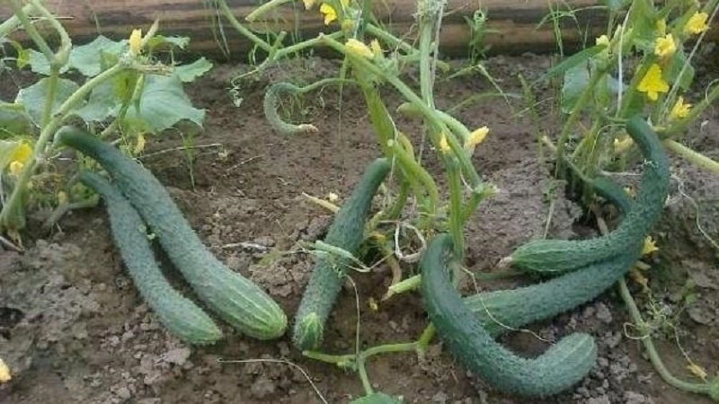 Les meilleures variétés de concombres autogames pour les serres de l'Oural