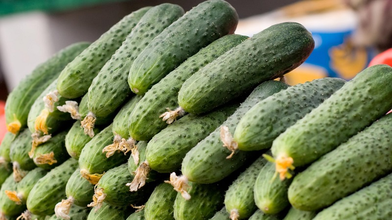 Les meilleures variétés de concombres autogames pour les serres de l'Oural