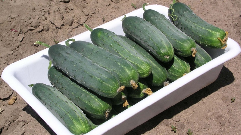 Les meilleures variétés de concombre autogames pour le marinage et la mise en conserve