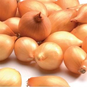 Une variété d'oignon Alpha à maturation précoce qui se conserve bien