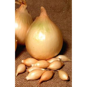 Variété d'oignon à maturation précoce Alpha, bien conservée