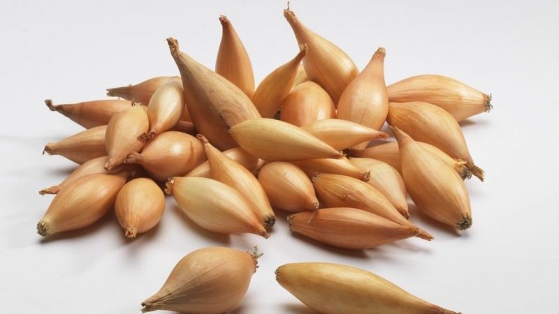 Variété d'oignon Bamberger à haut rendement résistant aux maladies et aux ravageurs