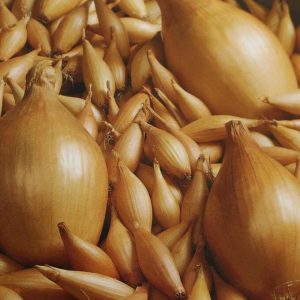 Variété d'oignon Bamberger résistante aux maladies et aux ravageurs à haut rendement