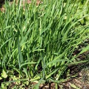 Oignons vivaces au parfum agréable Jusai