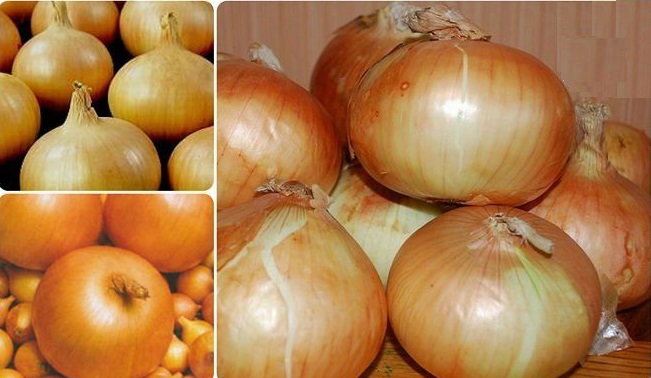 Salade d'oignon très précoce et résistante au froid Ellan