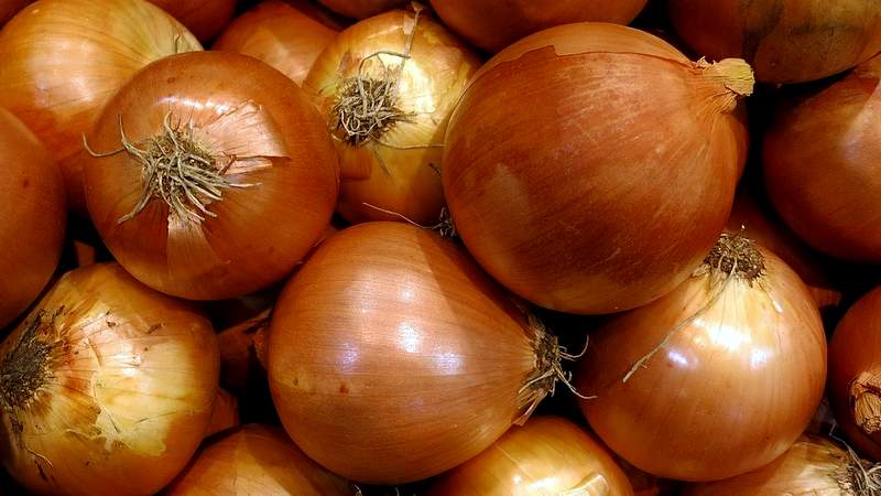 Salade d'oignon très précoce et résistante au froid Ellan