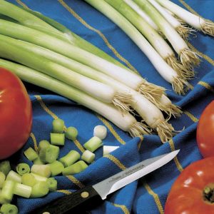 Oignon à haut rendement avec une incroyable parade de saveurs