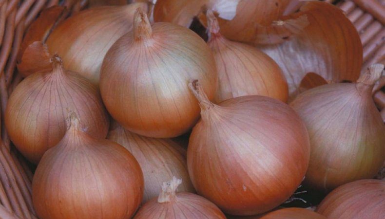 Variété d'oignon Setton résistante au froid pour une longue conservation