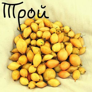 Un hybride hivernal précoce d'oignons Troy avec un goût moyennement épicé