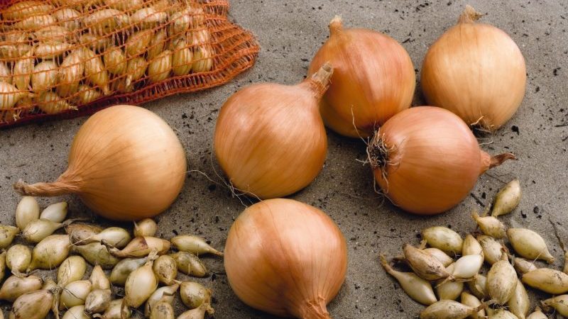 Un hybride hivernal précoce d'oignons Troy avec un goût moyennement épicé