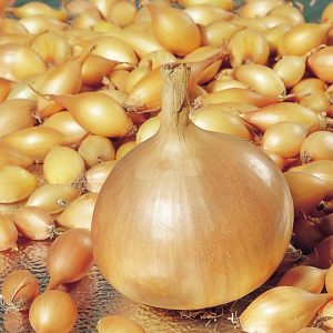 Hybride sans prétention d'oignons produits localement Golden Semko