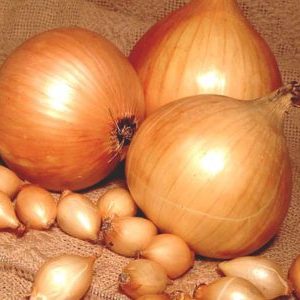 Hybride sans prétention d'oignons produits localement Golden Semko