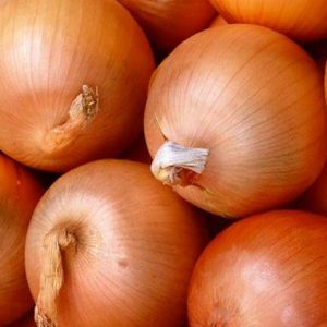 Hybride sans prétention d'oignons produits localement Golden Semko