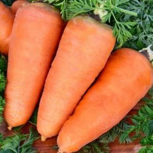 Hybrides de carottes à maturation précoce: Shantane, Cordoba, Red Core