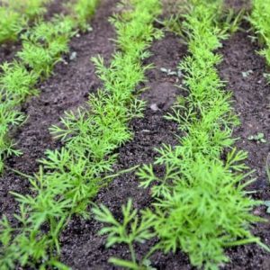 Quand est-il préférable de planter de l'aneth avant l'hiver et est-il possible de le faire