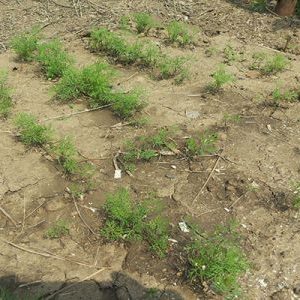 Quand est-il préférable de planter de l'aneth avant l'hiver et est-il possible de le faire