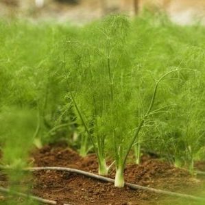 Quand est-il préférable de planter de l'aneth avant l'hiver et est-il possible de le faire